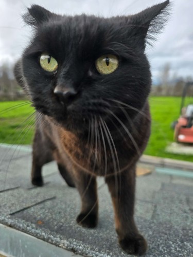 Lila