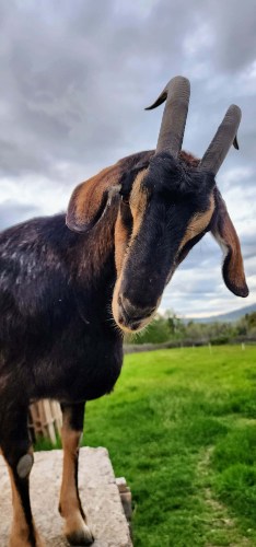 Maggie